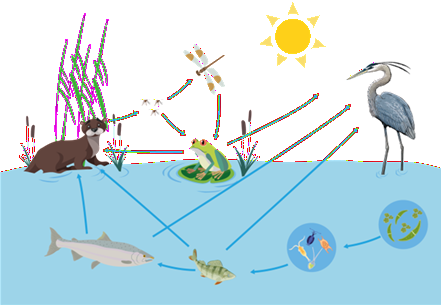 Трофикалық торлар тізбегі
