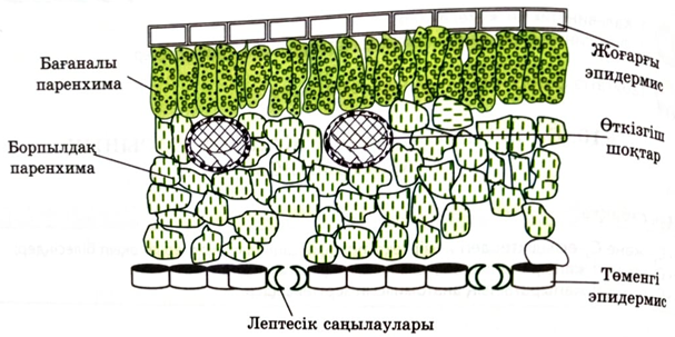 Өсімдік жапырағының анатомиясы
